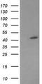 Mitogen-Activated Protein Kinase Kinase 1 antibody, CF506007, Origene, Western Blot image 