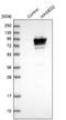 MAGE Family Member D2 antibody, NBP1-89413, Novus Biologicals, Western Blot image 