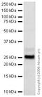Myelin Protein Zero antibody, ab31851, Abcam, Western Blot image 