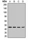 Cyclin B2 antibody, orb412179, Biorbyt, Western Blot image 