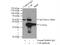 Carbonic Anhydrase 8 antibody, 12391-1-AP, Proteintech Group, Immunoprecipitation image 