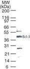 BCL3 Transcription Coactivator antibody, PA1-29817, Invitrogen Antibodies, Western Blot image 