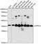 ATP Synthase F1 Subunit Gamma antibody, LS-C750228, Lifespan Biosciences, Western Blot image 