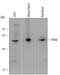 Pyruvate Dehydrogenase Complex Component X antibody, AF6014, R&D Systems, Western Blot image 