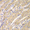 ERGIC And Golgi 2 antibody, 22-894, ProSci, Immunohistochemistry frozen image 