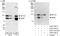 Interleukin Enhancer Binding Factor 3 antibody, A303-120A, Bethyl Labs, Western Blot image 