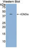 C-C Motif Chemokine Ligand 4 antibody, LS-C295257, Lifespan Biosciences, Western Blot image 