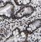 Exosome complex exonuclease RRP42 antibody, FNab02906, FineTest, Immunohistochemistry paraffin image 
