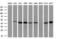 Intraflagellar Transport 57 antibody, GTX84310, GeneTex, Western Blot image 