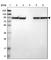 Protein Phosphatase 2 Scaffold Subunit Abeta antibody, HPA018908, Atlas Antibodies, Western Blot image 