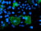 LIM domain kinase 1 antibody, LS-C173111, Lifespan Biosciences, Immunofluorescence image 