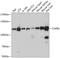 Coatomer Protein Complex Subunit Beta 1 antibody, A08321, Boster Biological Technology, Western Blot image 