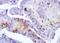 Cholecystokinin A Receptor antibody, orb156289, Biorbyt, Immunohistochemistry paraffin image 