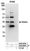 MTOR Associated Protein, LST8 Homolog antibody, A300-680A, Bethyl Labs, Immunoprecipitation image 