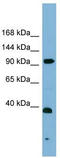 ERCC Excision Repair 4, Endonuclease Catalytic Subunit antibody, TA344393, Origene, Western Blot image 