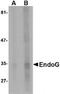Endonuclease G, mitochondrial antibody, TA319643, Origene, Western Blot image 