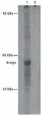 MYCN Proto-Oncogene, BHLH Transcription Factor antibody, ab16898, Abcam, Immunoprecipitation image 