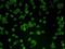 CCNE2 antibody, NBP2-67012, Novus Biologicals, Immunofluorescence image 