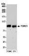 CREB Regulated Transcription Coactivator 1 antibody, A300-769A, Bethyl Labs, Western Blot image 