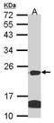 Claudin 14 antibody, TA308473, Origene, Western Blot image 