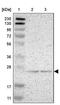 Glutamine Amidotransferase Like Class 1 Domain Containing 1 antibody, PA5-52613, Invitrogen Antibodies, Western Blot image 