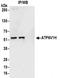 V-type proton ATPase subunit H antibody, NBP2-32203, Novus Biologicals, Immunoprecipitation image 