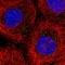 Secernin 3 antibody, HPA034690, Atlas Antibodies, Immunofluorescence image 