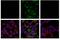 Ubiquitin-40S ribosomal protein S27a antibody, 70973S, Cell Signaling Technology, Immunocytochemistry image 