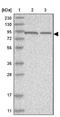 Vir Like M6A Methyltransferase Associated antibody, NBP1-85118, Novus Biologicals, Western Blot image 
