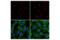 Golgin A2 antibody, 59890S, Cell Signaling Technology, Immunofluorescence image 