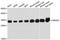 3-hydroxyisobutyrate dehydrogenase, mitochondrial antibody, A1264, ABclonal Technology, Western Blot image 