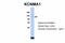 Potassium Calcium-Activated Channel Subfamily M Alpha 1 antibody, ARP35092_P050, Aviva Systems Biology, Western Blot image 