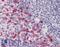 Leukocyte surface antigen CD53 antibody, LS-B4184, Lifespan Biosciences, Immunohistochemistry frozen image 