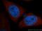 Catechol O-methyltransferase antibody, 14754-1-AP, Proteintech Group, Immunofluorescence image 