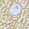 C-C motif chemokine 25 antibody, A04077, Boster Biological Technology, Immunohistochemistry frozen image 