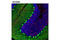 Calbindin 1 antibody, 13176T, Cell Signaling Technology, Immunofluorescence image 