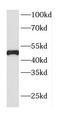 Hsp90 co-chaperone Cdc37 antibody, FNab01528, FineTest, Western Blot image 