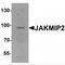 Janus Kinase And Microtubule Interacting Protein 2 antibody, MBS153644, MyBioSource, Western Blot image 