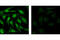 STAT3 antibody, 9145S, Cell Signaling Technology, Immunocytochemistry image 