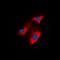 APC Regulator Of WNT Signaling Pathway antibody, orb213564, Biorbyt, Immunofluorescence image 