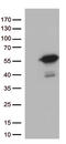 Mitochondrial Translation Release Factor 1 antibody, TA813065, Origene, Western Blot image 
