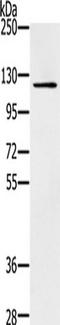 Zinc Finger MIZ-Type Containing 1 antibody, TA351593, Origene, Western Blot image 