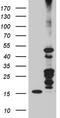 VPF antibody, TA803421, Origene, Western Blot image 