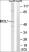 CYP11A1 antibody, orb313866, Biorbyt, Western Blot image 