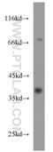 Cell Division Cycle 37 Like 1 antibody, 16293-1-AP, Proteintech Group, Western Blot image 