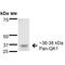 Protein quaking antibody, MA5-27651, Invitrogen Antibodies, Western Blot image 