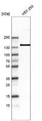 ITA8 antibody, NBP2-76482, Novus Biologicals, Western Blot image 