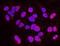 DNA replication licensing factor MCM2 antibody, NB100-2569, Novus Biologicals, Proximity Ligation Assay image 