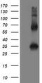 Snail Family Transcriptional Repressor 2 antibody, TA800196, Origene, Western Blot image 
