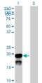 BR Serine/Threonine Kinase 2 antibody, H00009024-B01P, Novus Biologicals, Western Blot image 